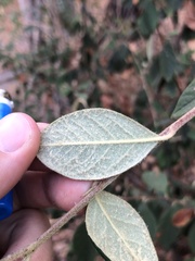 Cotoneaster coriaceus