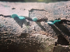 Chlorociboria aeruginascens