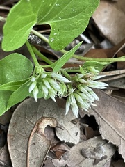 Mikania scandens