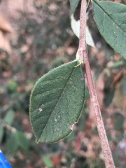 Cotoneaster coriaceus
