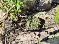 Echinofossulocactus phyllacanthus