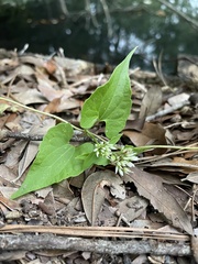 Mikania scandens