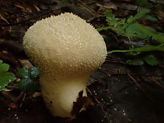 Lycoperdon excipuliforme