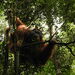 Orangutans - Photo (c) Farhan Adyn, some rights reserved (CC BY-NC), uploaded by Farhan Adyn