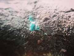 Chlorociboria aeruginascens