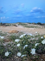 Euploca convolvulacea