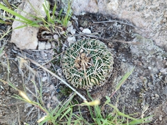 Echinofossulocactus phyllacanthus