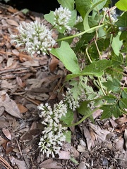 Mikania scandens