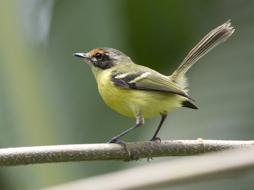 Rufous-Lored Tyrannulet