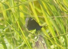 Erynnis baptisiae