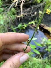 Pectiantia pentandra