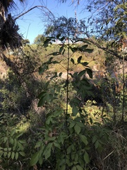Fraxinus pennsylvanica