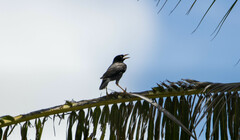 Acridotheres javanicus