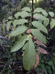 Fraxinus pennsylvanica