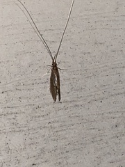Oecetis