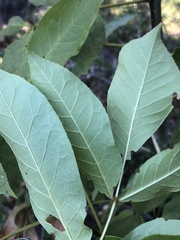 Fraxinus pennsylvanica