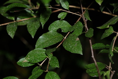Backhousia leptopetala