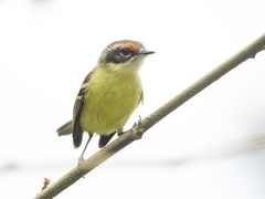 Phylloscartes flaviventris