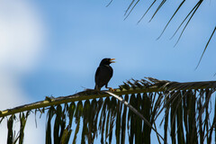 Acridotheres javanicus