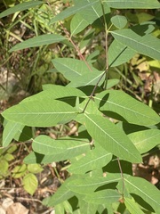 Apocynum cannabinum