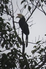 Anthracoceros malayanus