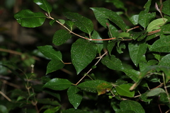 Backhousia leptopetala