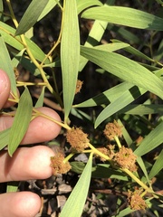 Acacia redolens