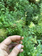 Pectiantia pentandra