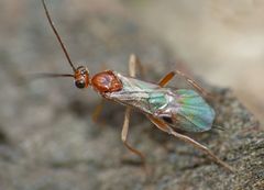 Meteorus pulchricornis
