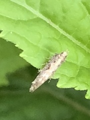 Aristotelia roseosuffusella