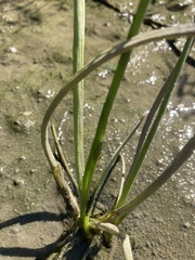Triglochin scilloides