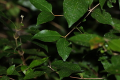 Backhousia leptopetala