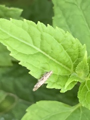 Aristotelia roseosuffusella