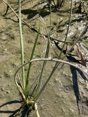 Triglochin scilloides