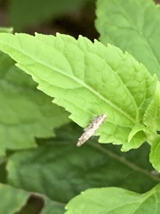 Aristotelia roseosuffusella