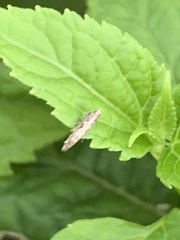 Aristotelia roseosuffusella