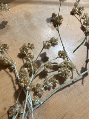 Pseudognaphalium californicum