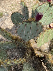Opuntia phaeacantha