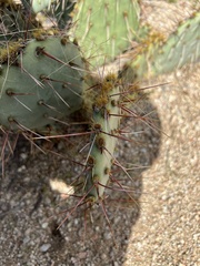 Opuntia phaeacantha