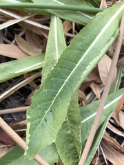Dipsacus sativus
