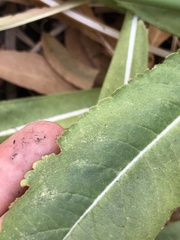 Dipsacus sativus