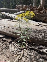Senecio eremophilus