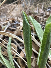 Dipsacus sativus