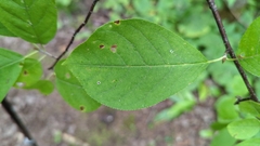 Prunus virginiana