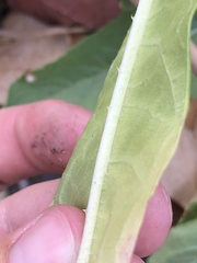 Dipsacus sativus