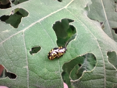 Zygogramma signatipennis