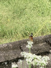 Argynnis hyperbius hyperbius