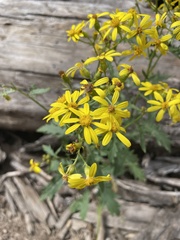 Senecio eremophilus