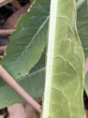 Dipsacus sativus