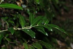 Wilkiea macrophylla